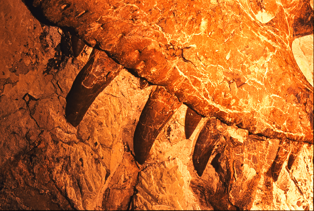 Excavation of Bisti Beast (1996) in the Bisti/De-Na-Zin Wilderness Area ...